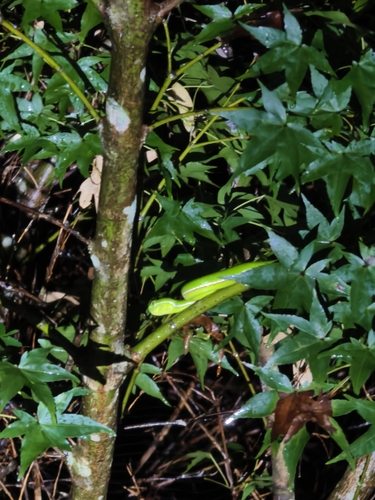 Stejneger’s Bamboo pitviper