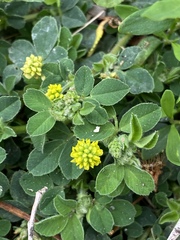 Medicago lupulina