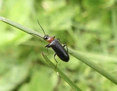 Pedilus lugubris