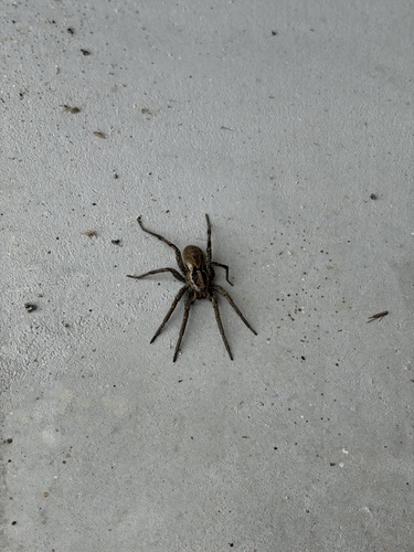 Radiated Wolf Spider