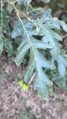 Quercus pyrenaica, photograph (c) Jose Castro, some rights reserved (CC BY)