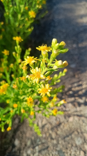 false yellowhead