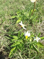 Solanum commersonii