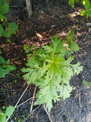 Artemisia vulgaris