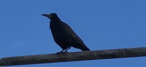 Rook