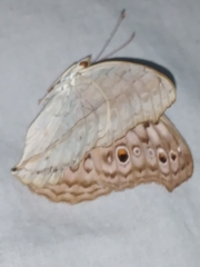Junonia atlites