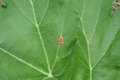 Dichomeris derasella