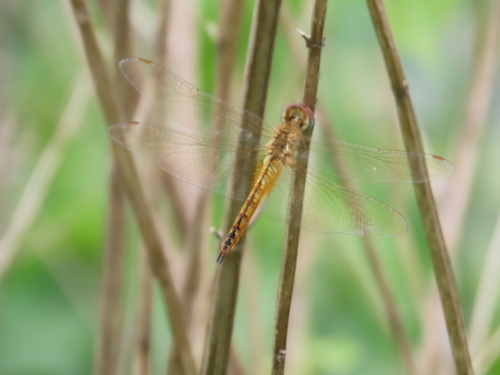 Wandering Glider