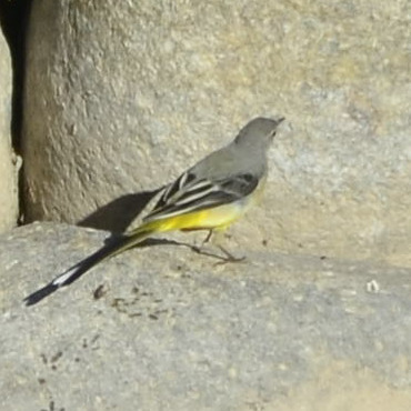 Grey Wagtail