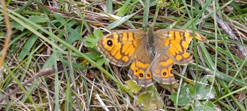 Wall Brown