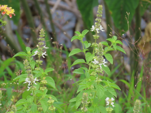 Sweet basil
