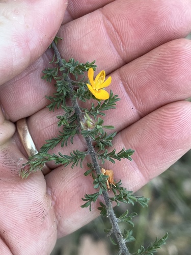 Pultenaea villosa