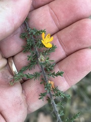 Pultenaea villosa