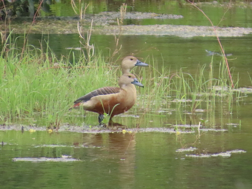Lesser Whistling-Duck