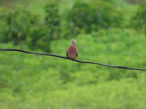 Laughing Dove
