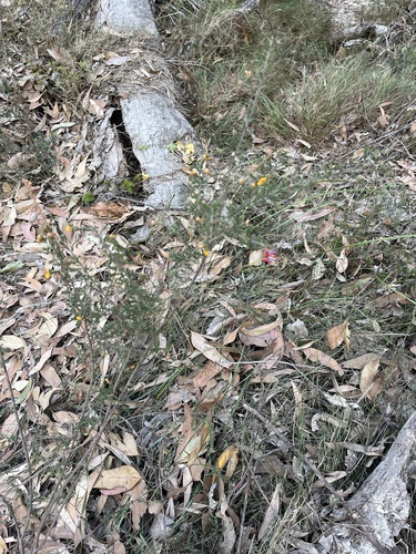 Pultenaea villosa, photograph 2