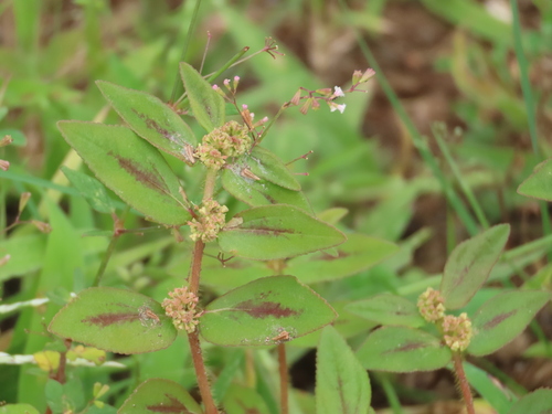 Asthma Plant