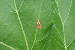 Dichomeris derasella