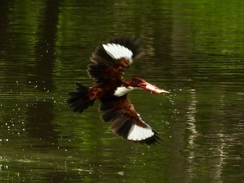 White-throated Kingfisher