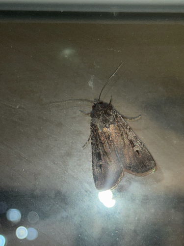 Bogong Moth