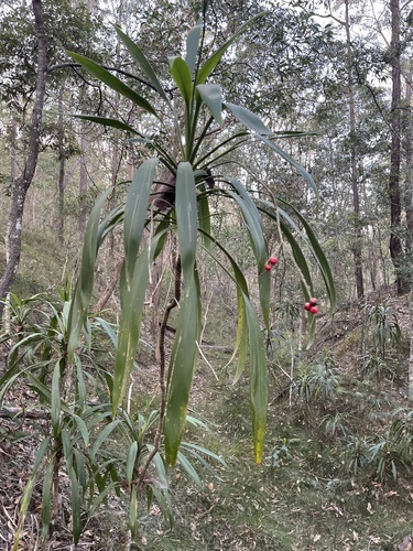 Cordyline rubra