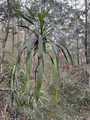 Cordyline rubra
