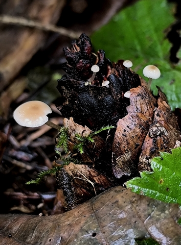 Conifercone Cap
