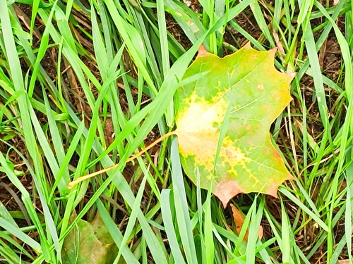 Norway maple