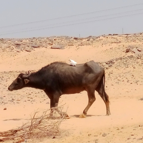 Western Cattle-Egret