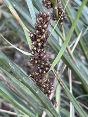 Gahnia aspera