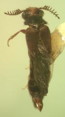 Mastinocerus