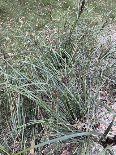 Gahnia aspera, photograph 2