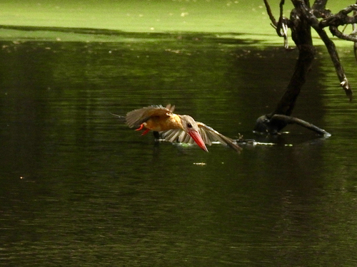 Stork-billed Kingfisher