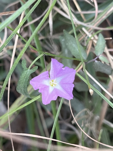 Polymeria calycina, photograph 1