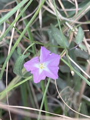 Polymeria calycina