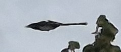 Eurasian Magpie