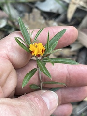 Pultenaea myrtoides