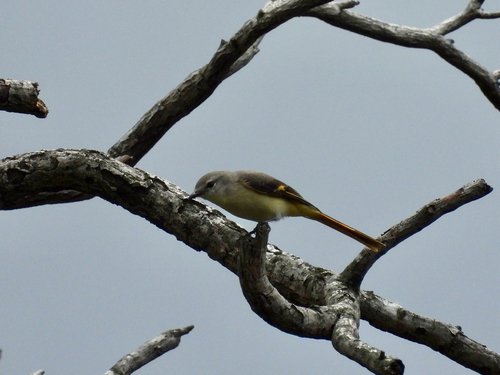 Small Minivet