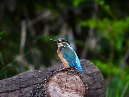 Common Kingfisher