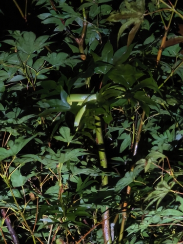 Chinese Green Snake