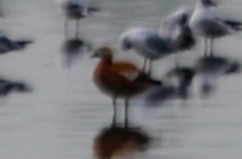 Ruddy Shelduck