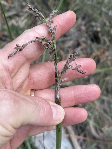 Lepidosperma laterale