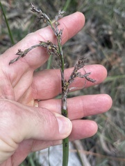 Lepidosperma laterale