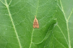 Dichomeris derasella