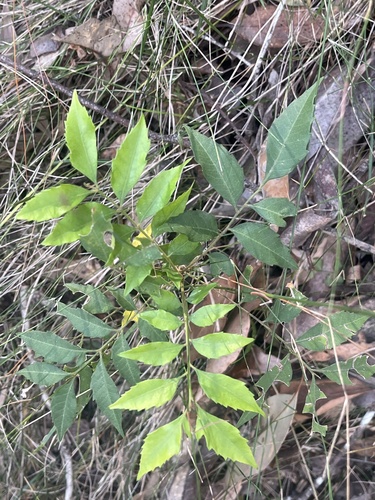Jagera pseudorhus
