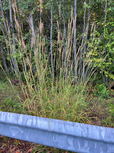 big bluestem