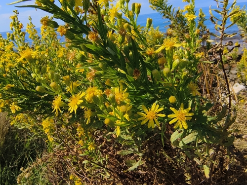 false yellowhead
