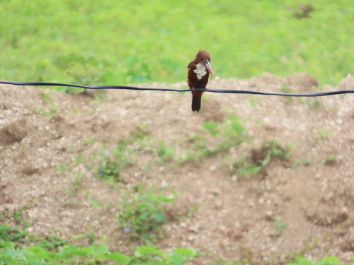 White-throated Kingfisher