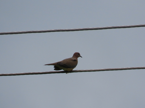 Laughing Dove