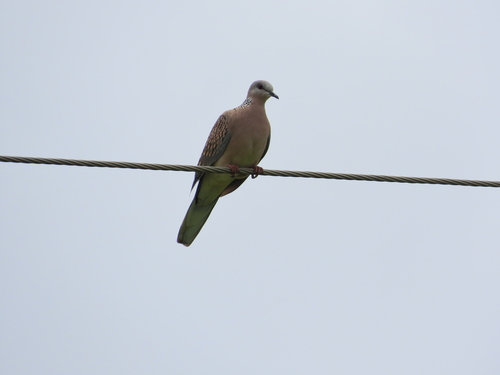 Spotted Dove